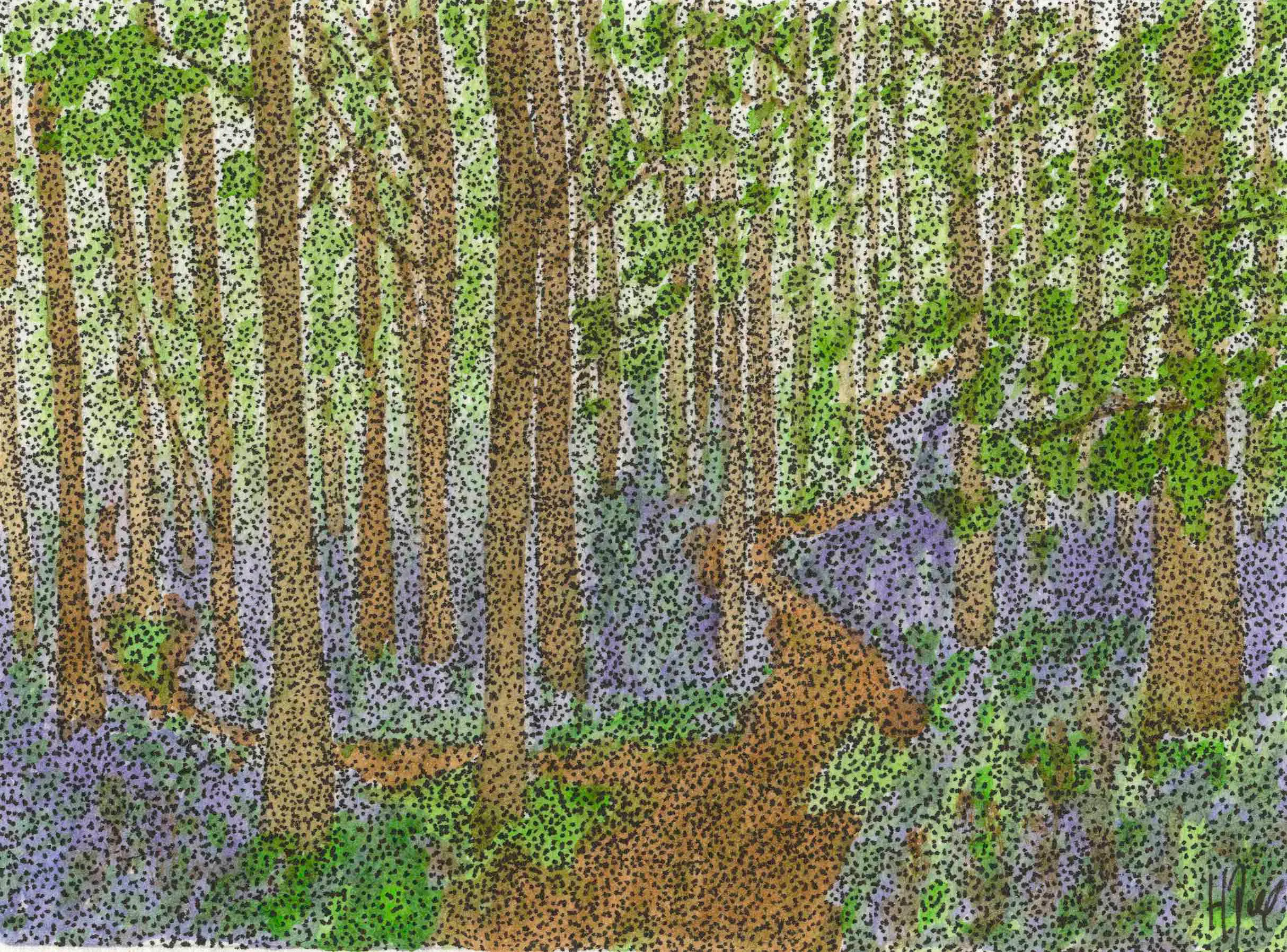 Watercolour painting — Bluebells in Danefield.