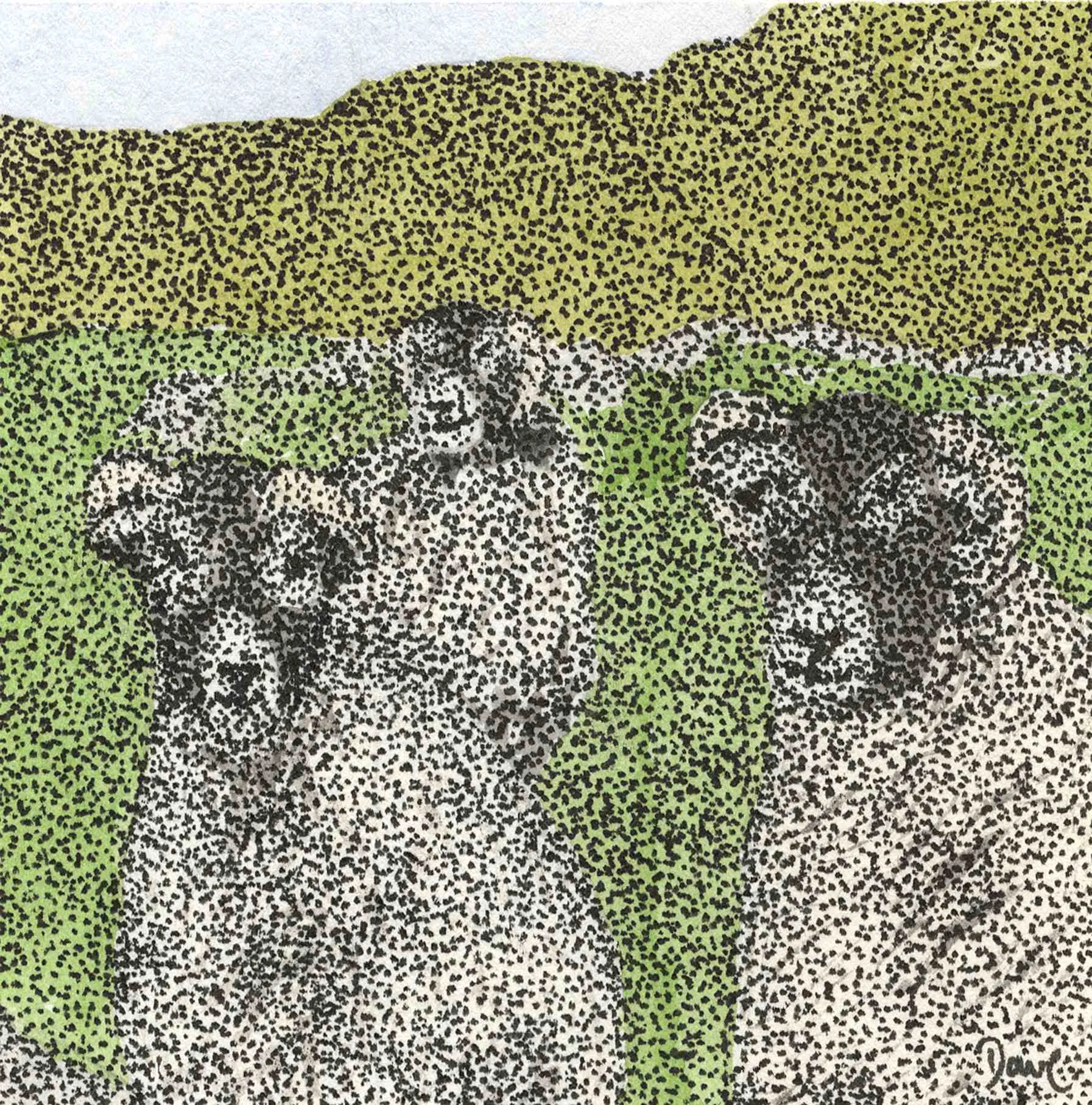 Illustration painting — Swaledale Sheep.
